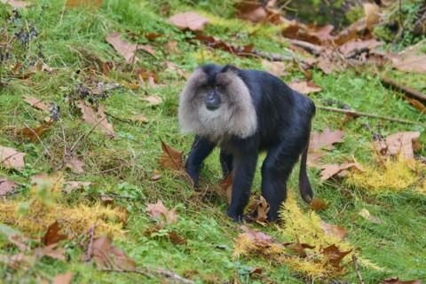 Lion-tailed macaque