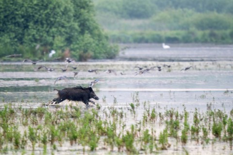 Wild boar