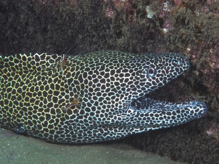 A net moray