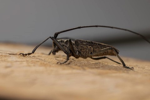 A longhorn beetle