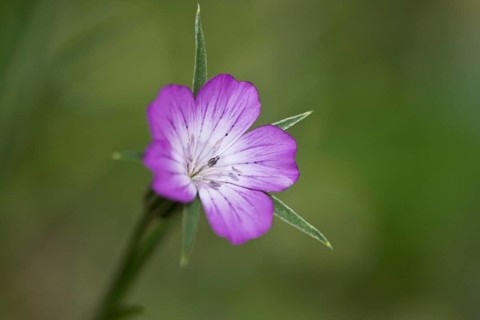 Common corncockle
