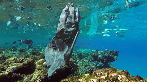 Close up of old black plastic bag drifts along with Colonial Pyrosoma Tunicates under surface of water over coral reef with school of fish swimming nearby