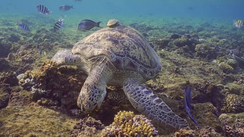 Front side of Great Green Sea Turtle