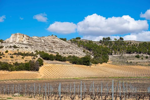 Wine landscape in the Ribera del Duero appellation of origin area in the province of Valladolid in Spain