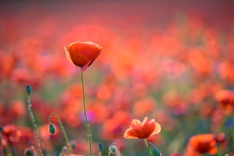Poppy flowers