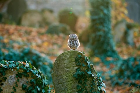 Little Owl