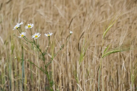 Scentless mayweed