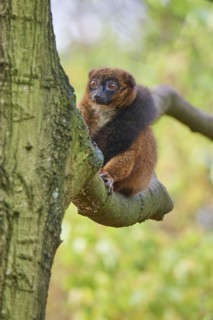 Red-bellied lemur