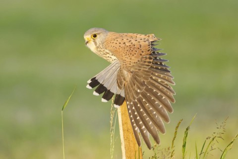Common kestrel