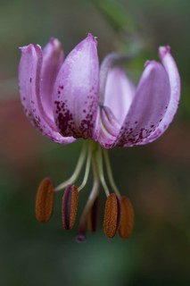 Martagon lily