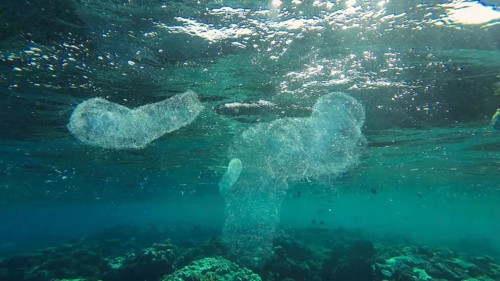Group of Colonial Pyrosoma Tunicates floats under surface on water over coral reef in sunrays