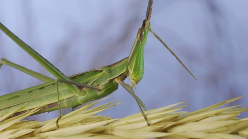 Close-up of an active Giant green slant-face grasshopper Acrida on spikelet on grass and blue sky background