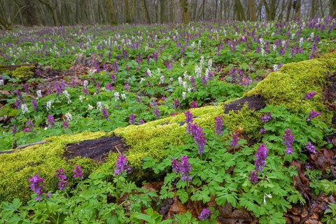 Hollow larkspur