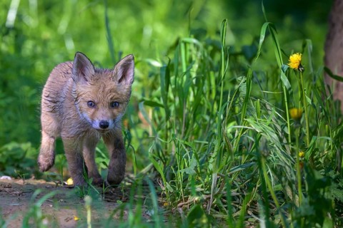 Young fox