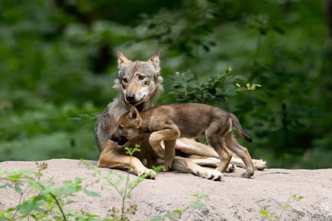 European gray wolf