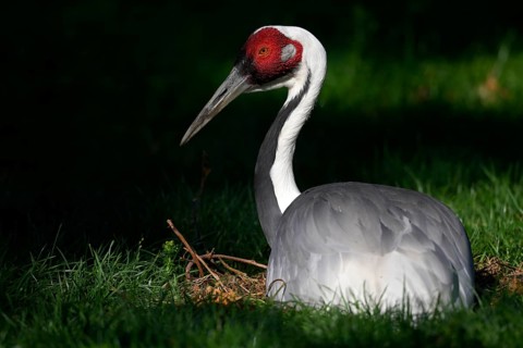 White-naped Crane