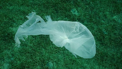 Top view of old plastic bag drifting above bottom covered with Round Leaf Sea Grass