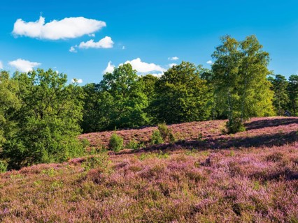 Typical heath landscape with flowering heather and birch trees on a hill