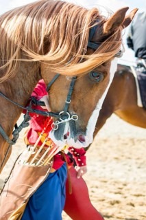 Head of a horse outdoors with partial harness in view