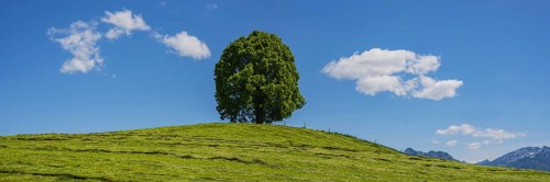 Peace lime tree