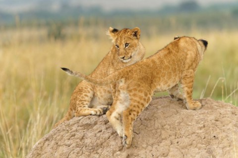 Two cubs