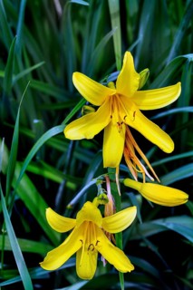 Yellow daylily