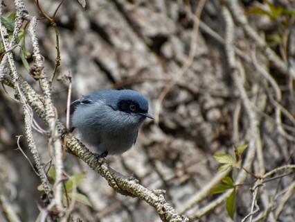 Male masked gnatcatcher