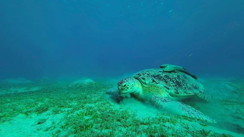 Green Sea Turtle