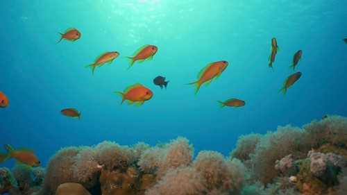 Morning time on the coral reef. Life on a coral reef at dawn. Tropical fish swims above the coral reef in the morning sunrays at sunrise