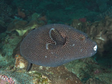 Guineafowl puffer