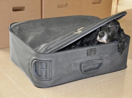 Cocker spaniel Dog Hiding in a Suitcase