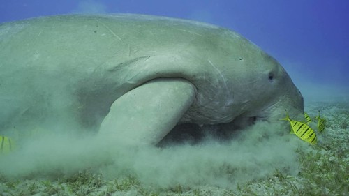 Sea Cow