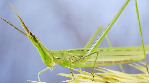 Close-up of an active Giant green slant-face grasshopper Acrida on spikelet on grass and blue sky background