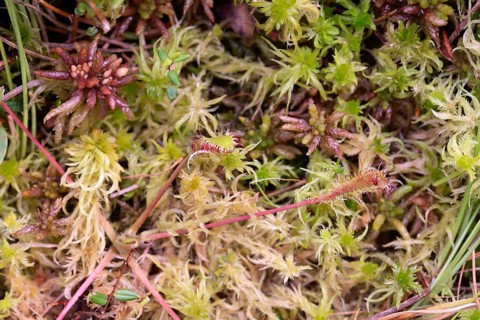 English sundew