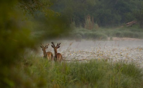 Red deer