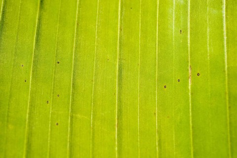 Green Banana Leaf
