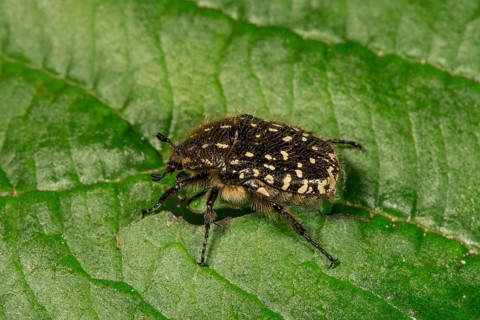 White spotted rose beetle