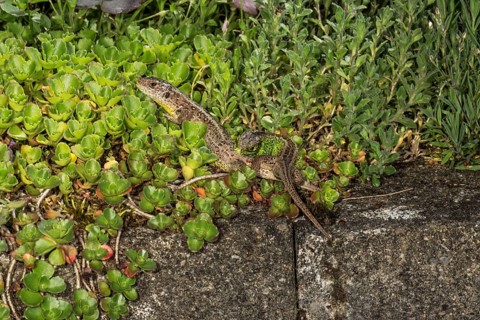 Sand lizard
