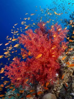 Hemprich's Tree Coral
