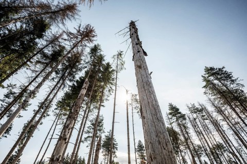 Dead spruces