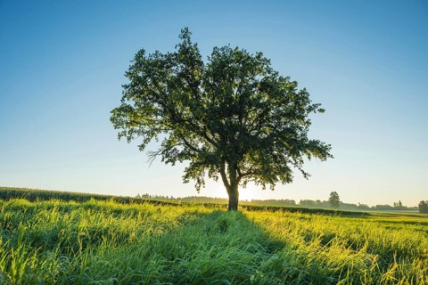 Old English oak