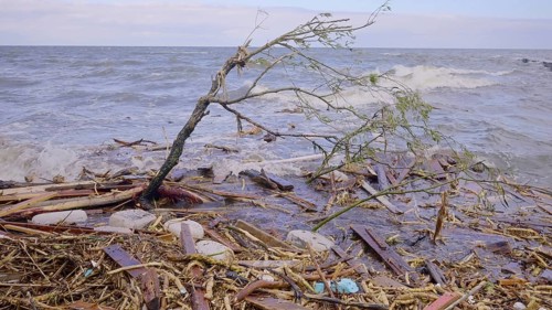 Trees with floating debris has reached Black Sea coastal zone in Odessa