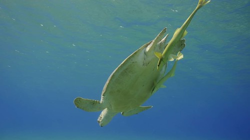 Great Green Sea Turtle