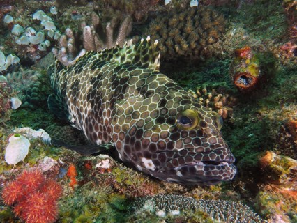Snoubnose grouper