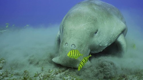 Portrait of Sea Cow