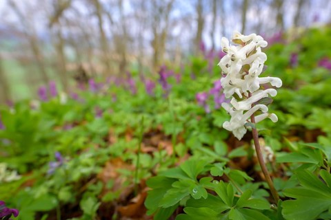 Hollow larkspur
