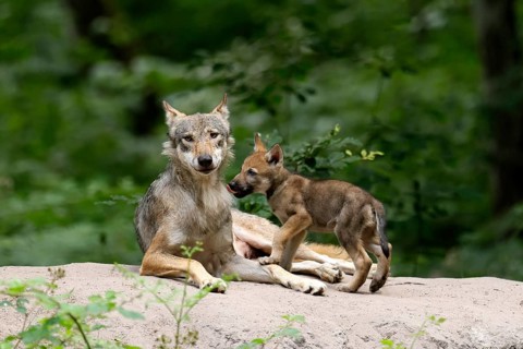 European gray wolf