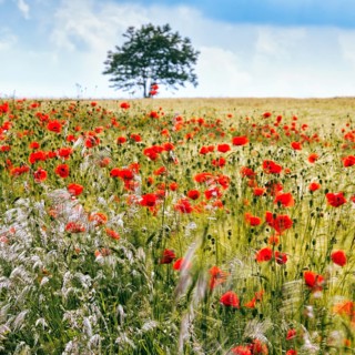 Corn poppy blossom in a barley field