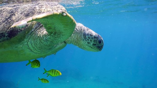 Close-up of Great Green Sea Turtle