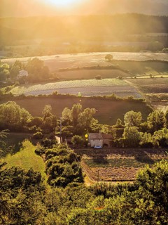 Typical cultural landscape with lavender fields in the evening light